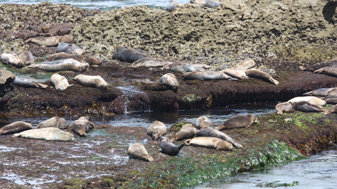 Seal Rock in La Jolla