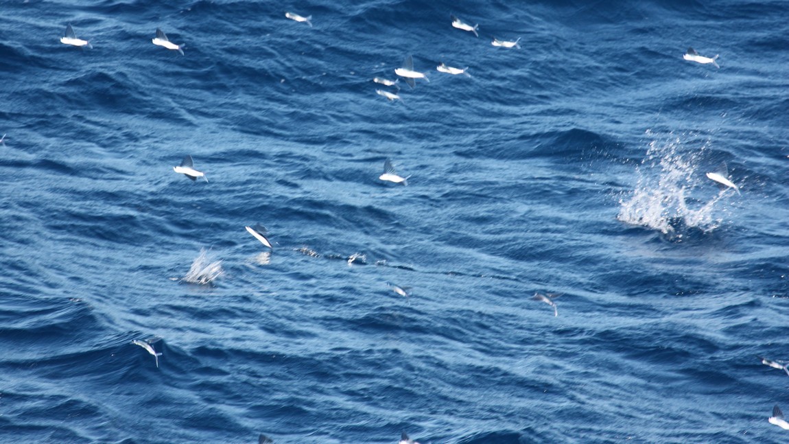 Flying fish
