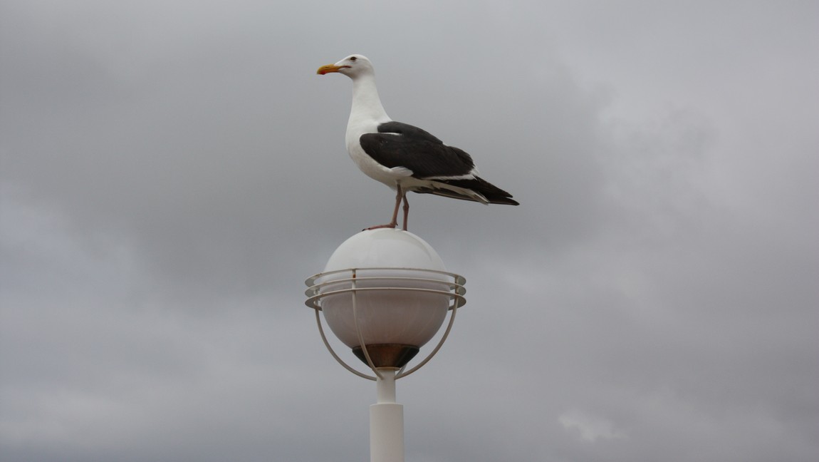 Seagull outside the Garden Cafe