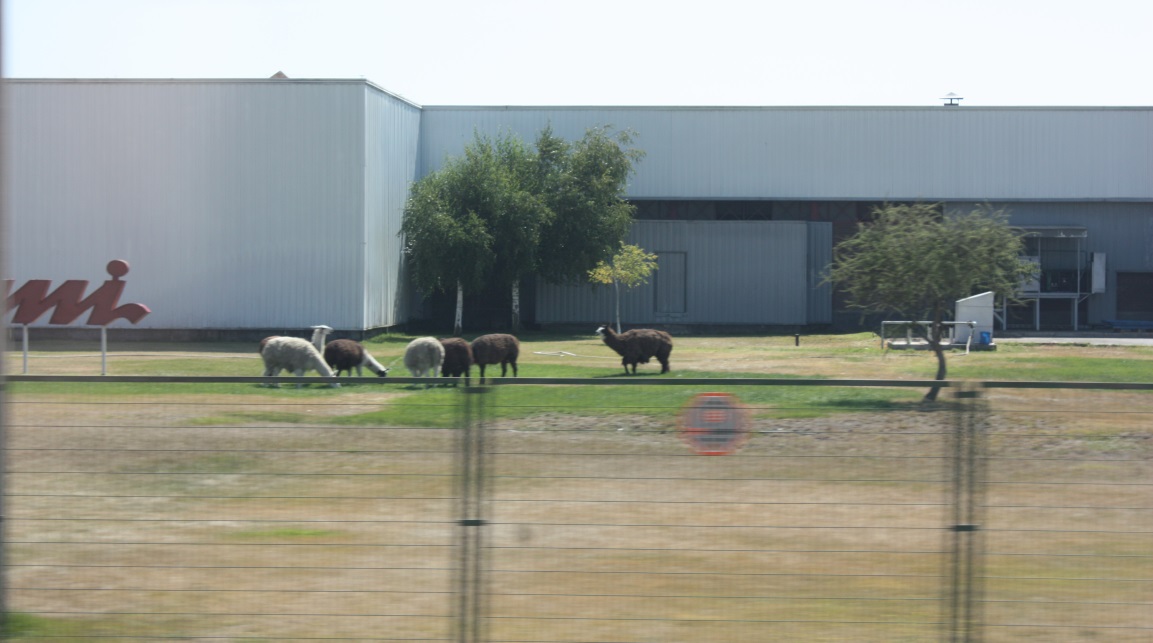 Quadruped lawnmowers in Casablanca