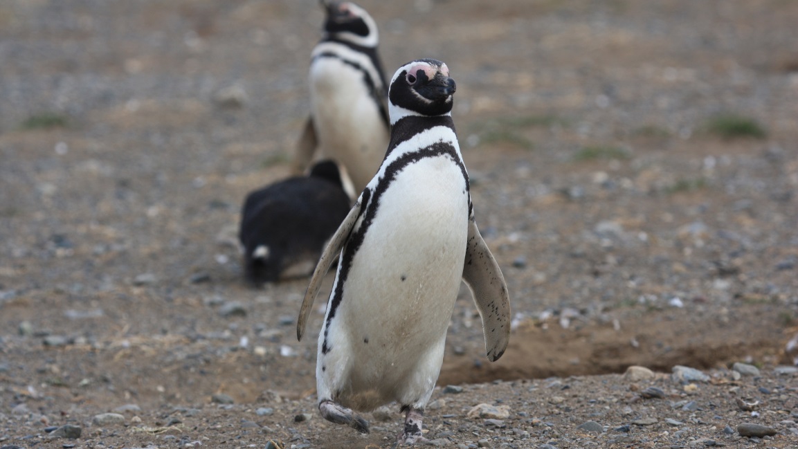 Magellanic penguin