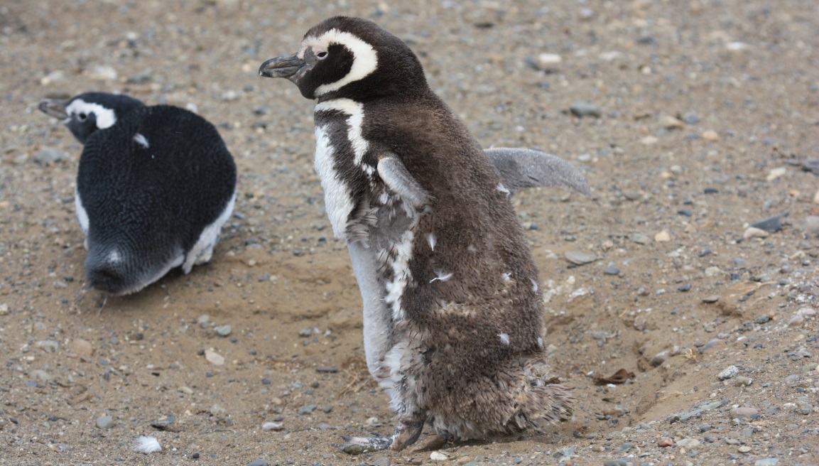 Magellanic penguin shedding