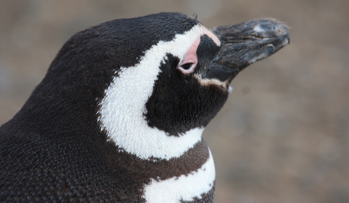 Magellanic penguin on Magdalena Island