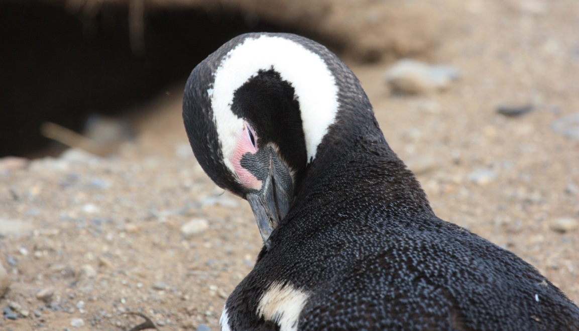 Magellanic penguin