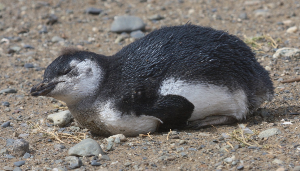 Sleepy Magellanic penguin