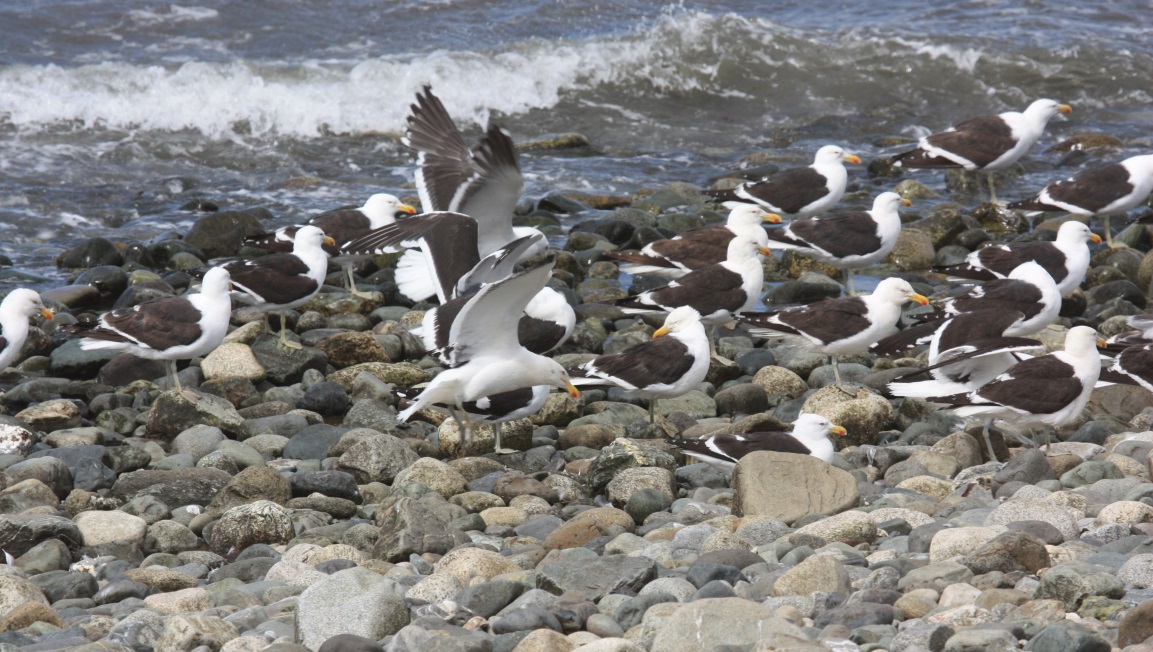 Gulls on Magdalena Island