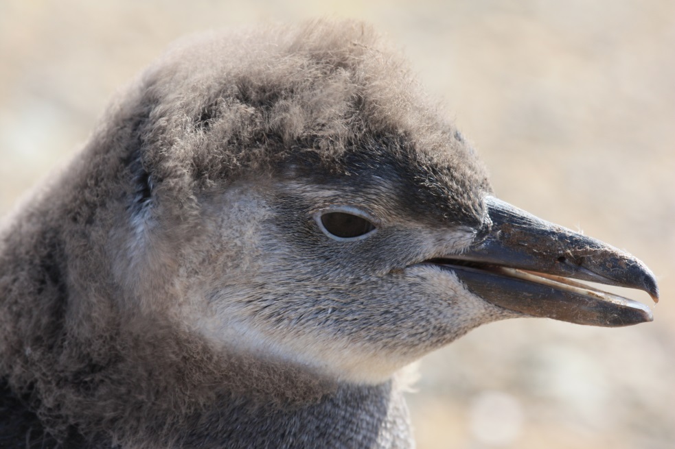 Penguin sporting an afro