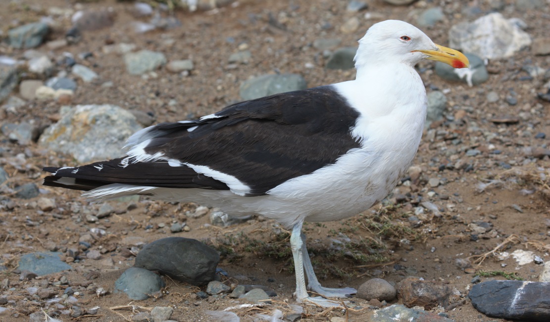 Gull on Magdalena Island
