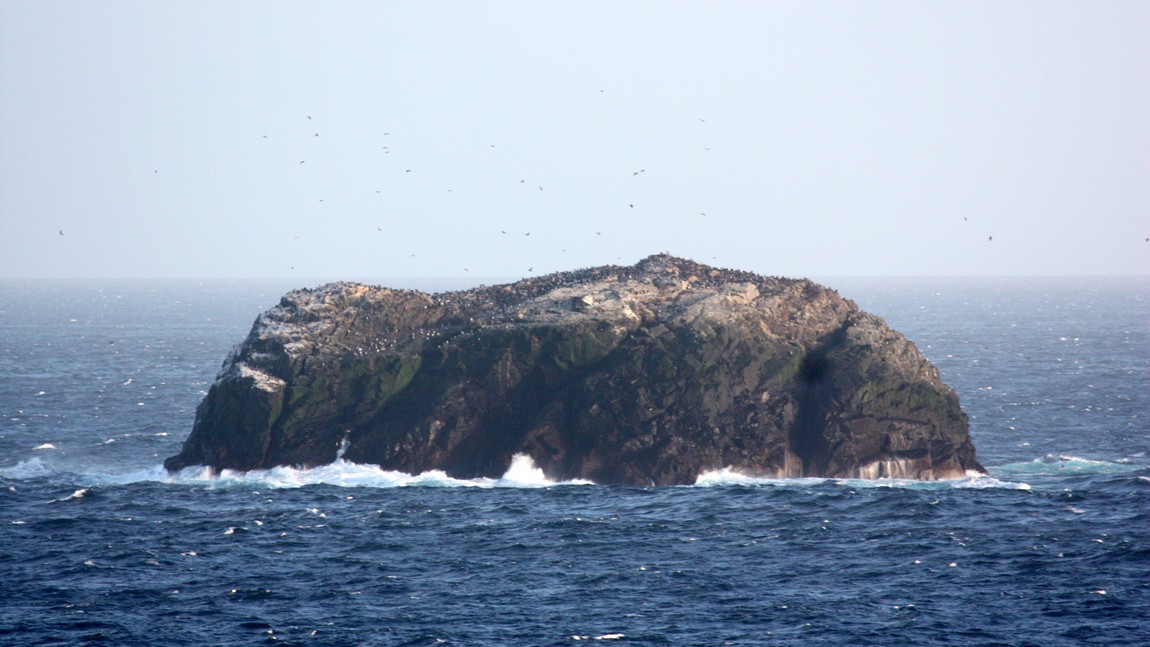 Rocks covered with birds