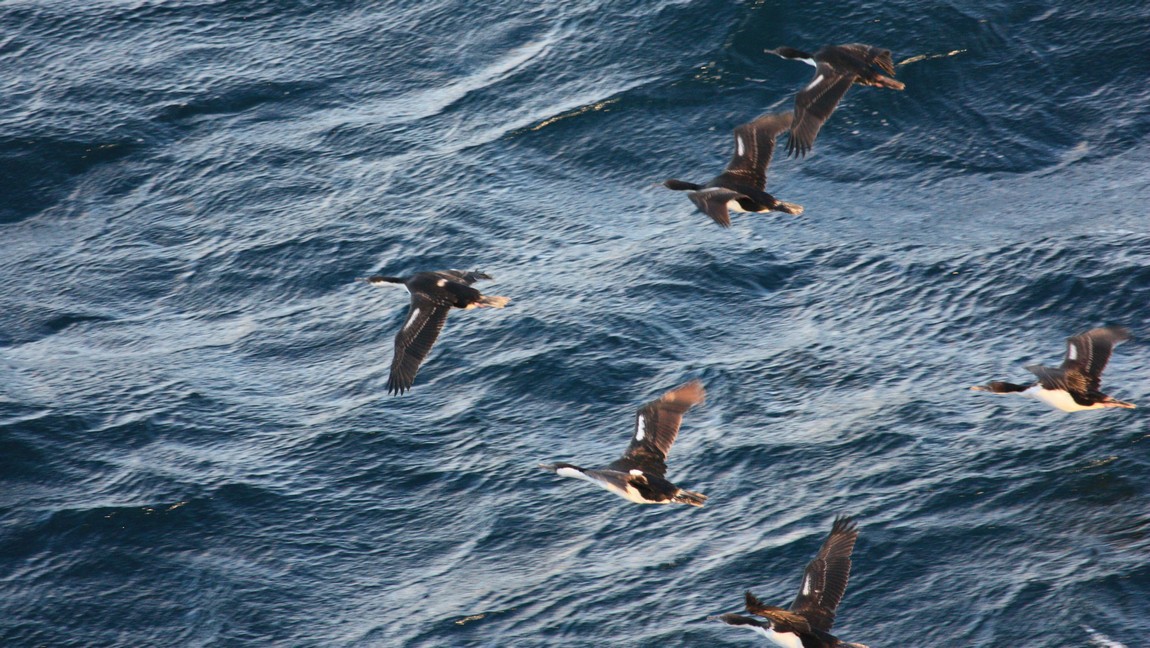 Sea birds flying past