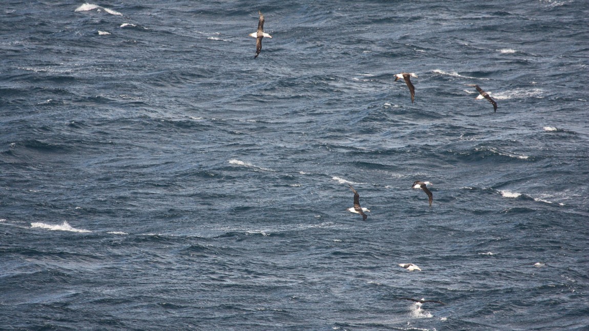 Albatrosses near Horn Island