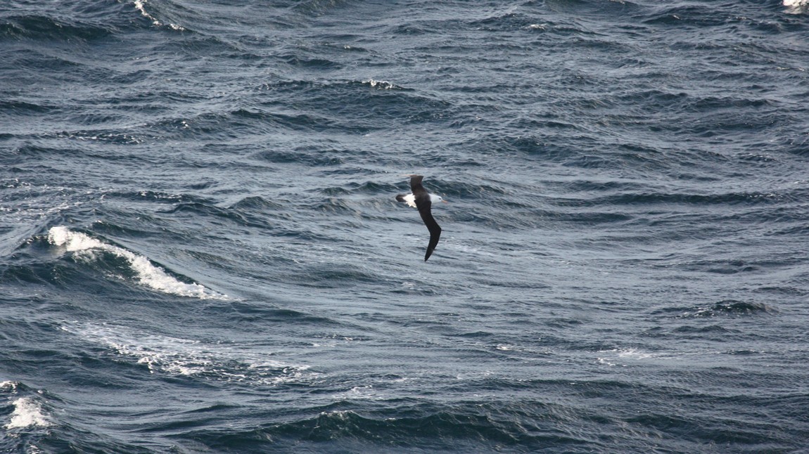 Albatross near Horn Island