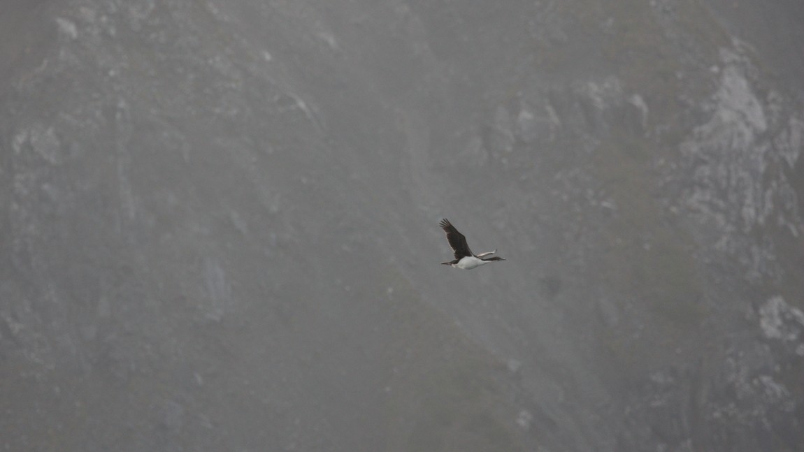 Sea bird flying