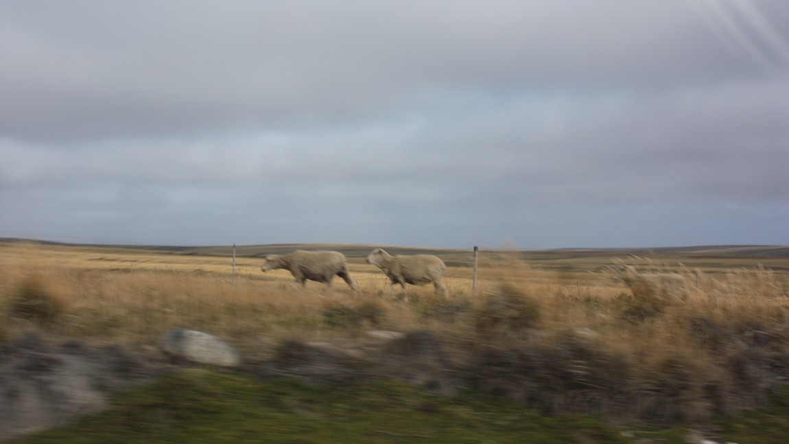 Sheep farm near Green Patch