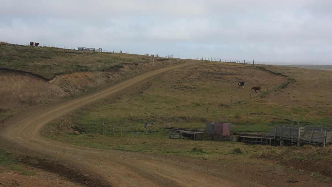 Cows on a farm