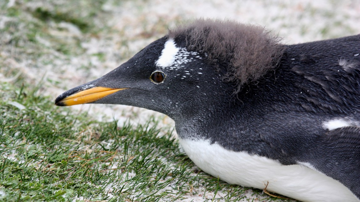 Hairdo of unmolted feathers