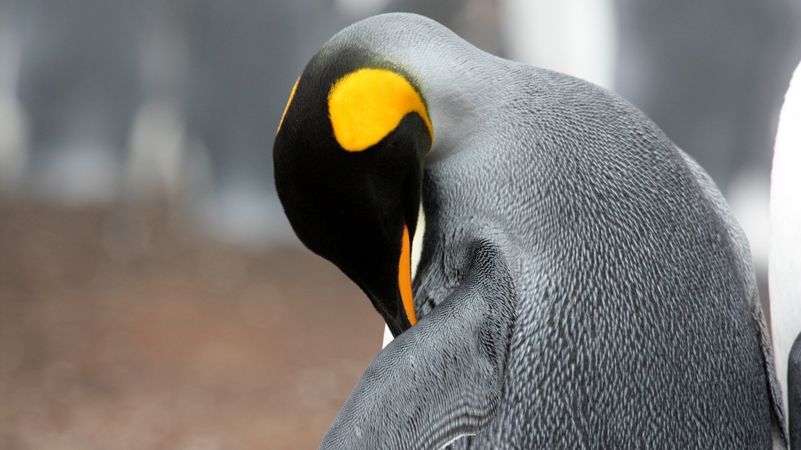 King Penguin fixing feathers
