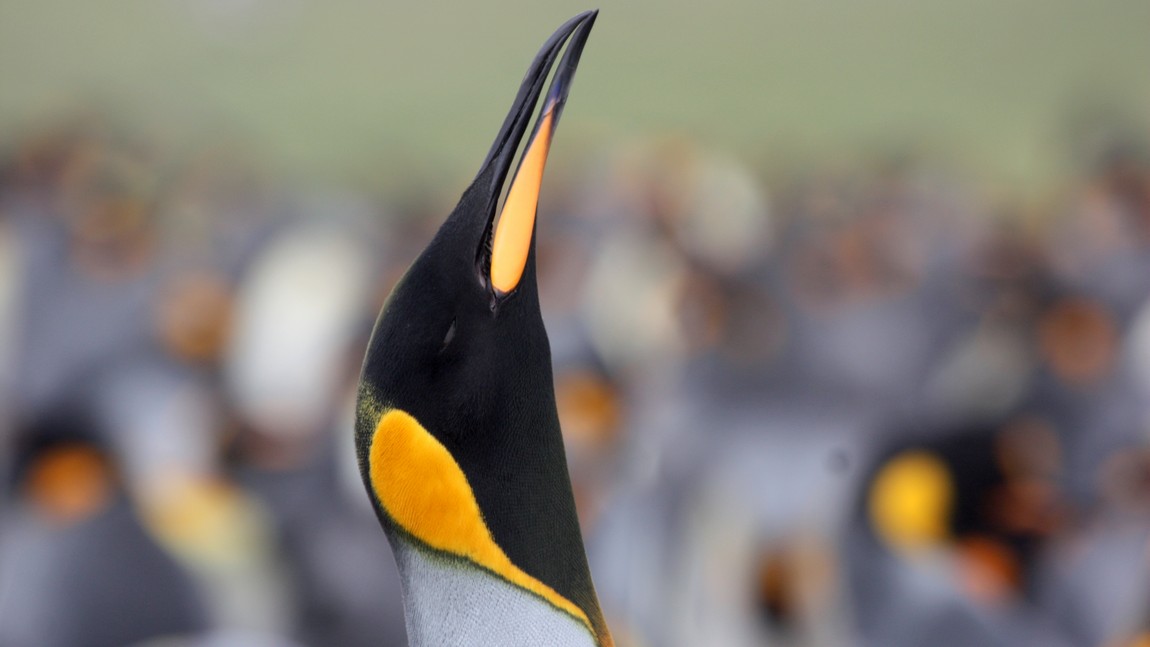 King Penguin