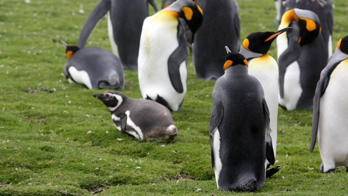 Plus one Magellanic penguin