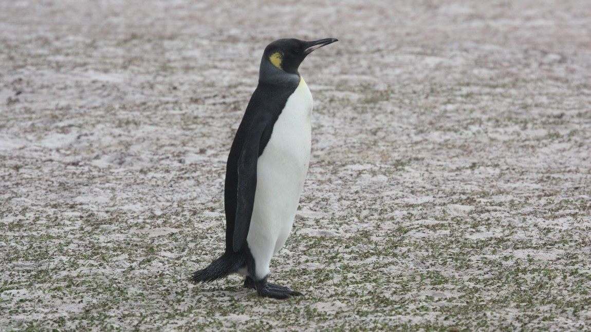 Juvenile King Penguin