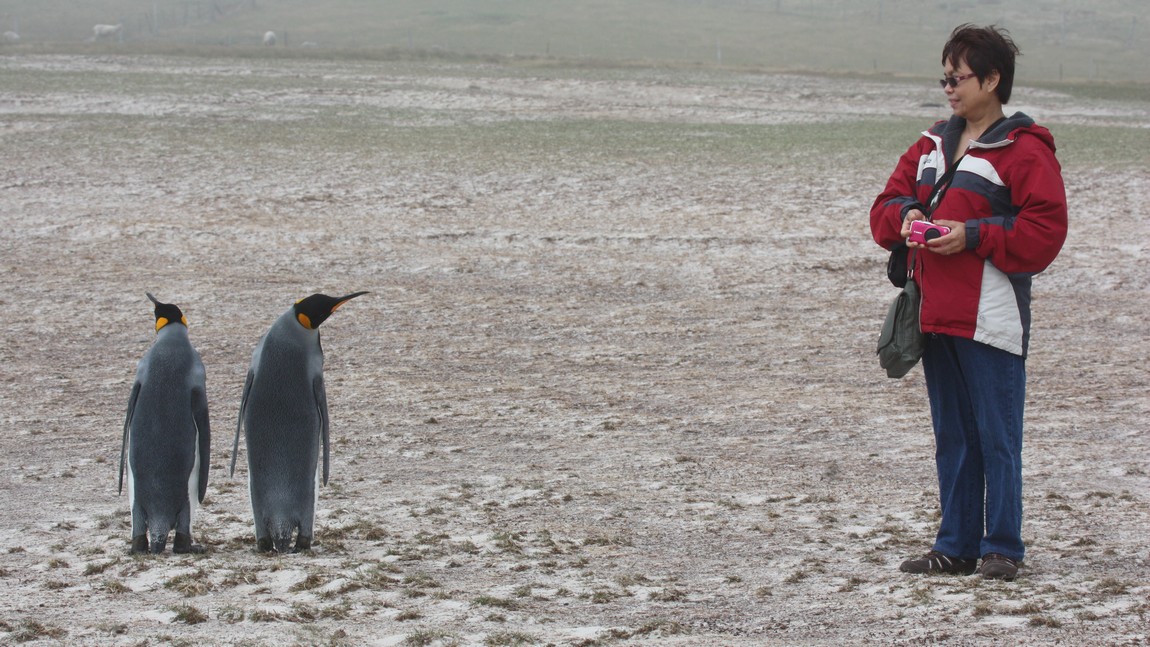 Penguins are completely fearless