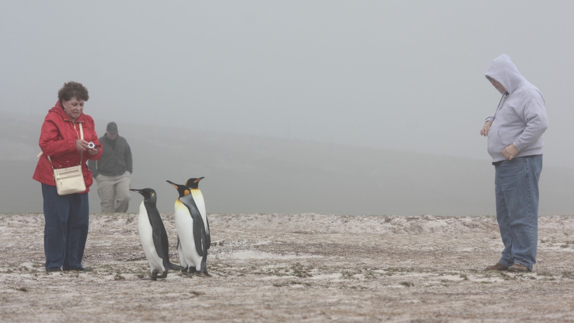 Penguins are completely fearless