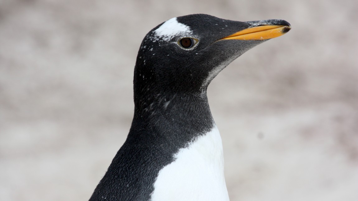 Gentoo Penguin