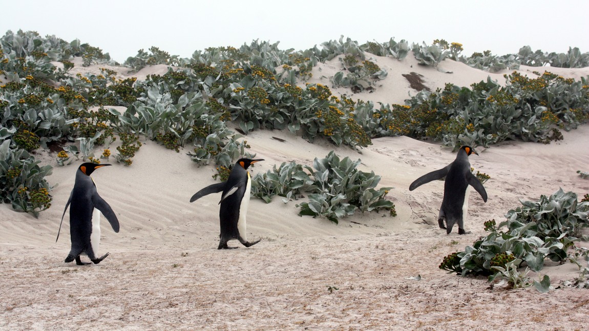 Walking toward the shore