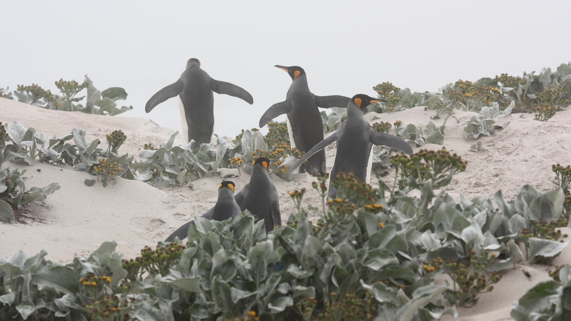 Walking toward the shore