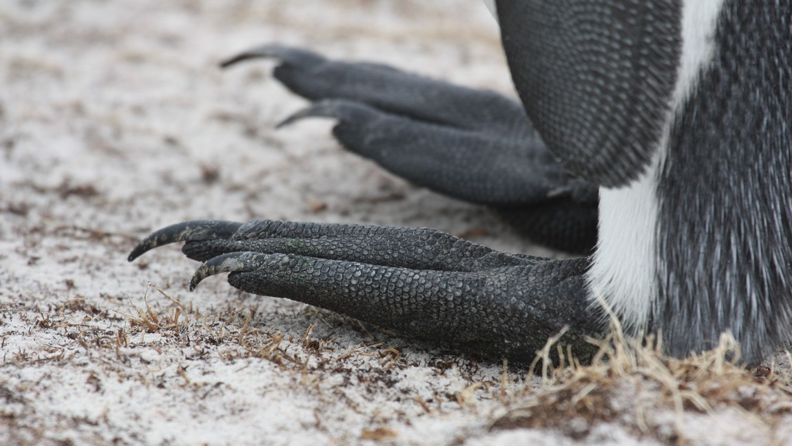 King Penguin feet