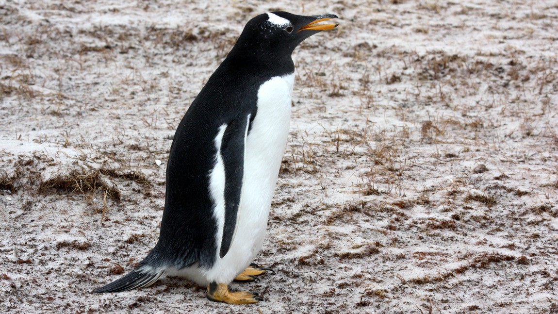 Gentoo Penguin