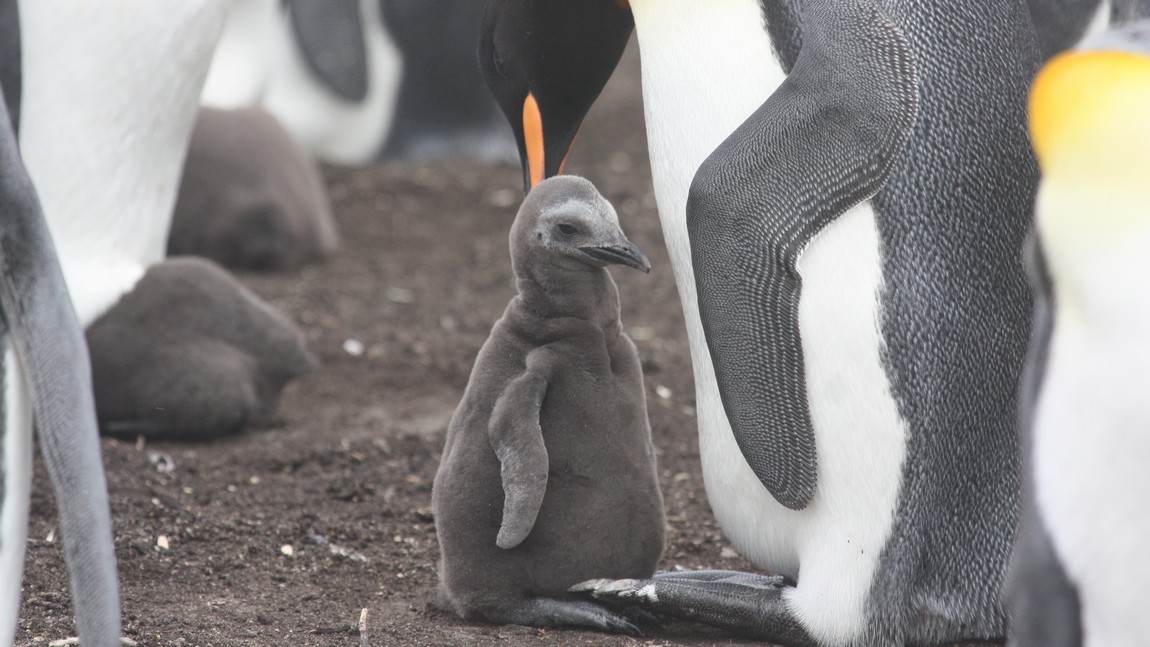 King Penguin with chick