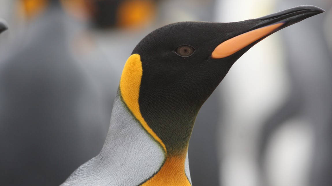 King Penguin