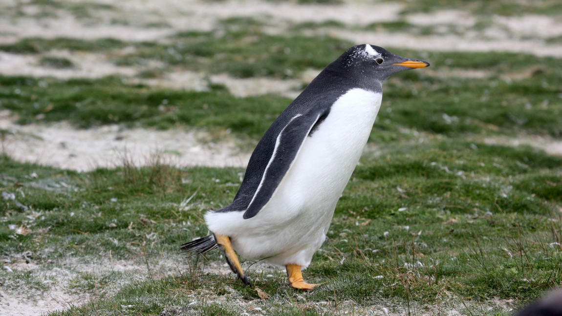 Gentoo Penguin taking a walk