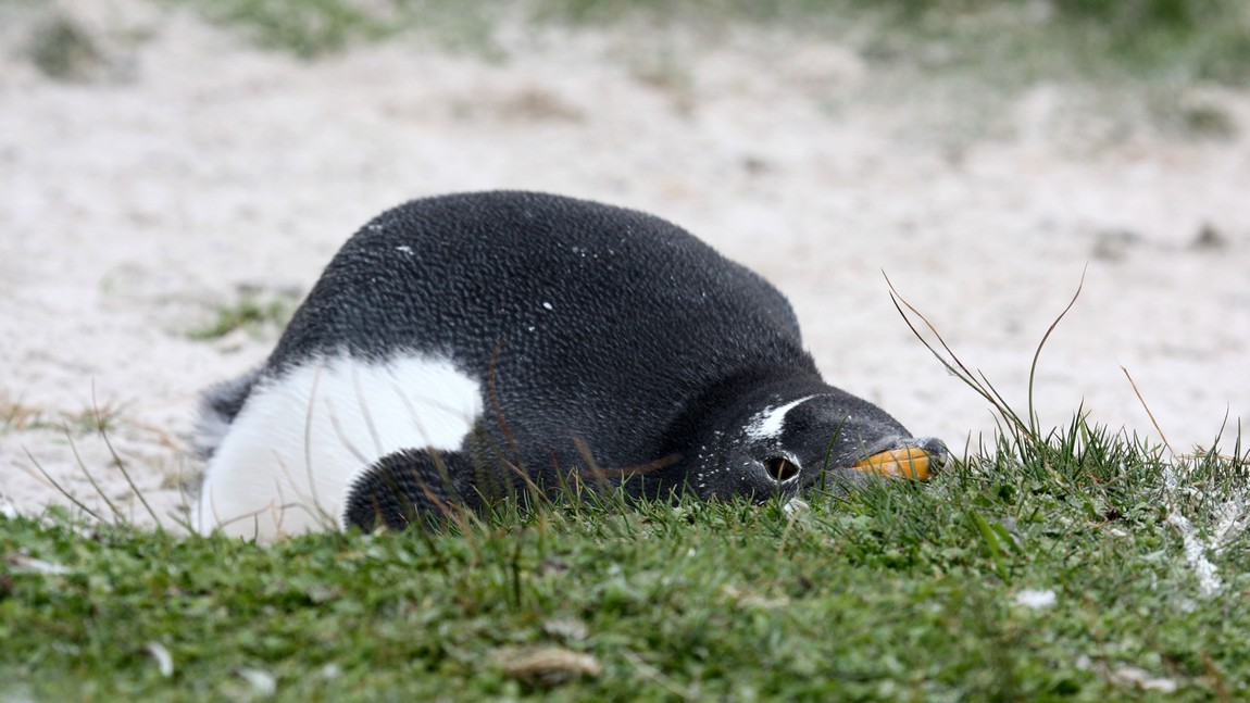 Gentoo Penguin