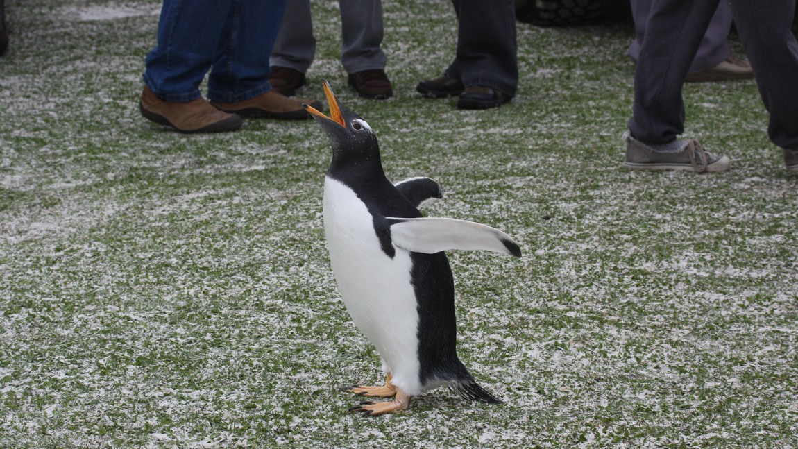 Penguin looking for attention