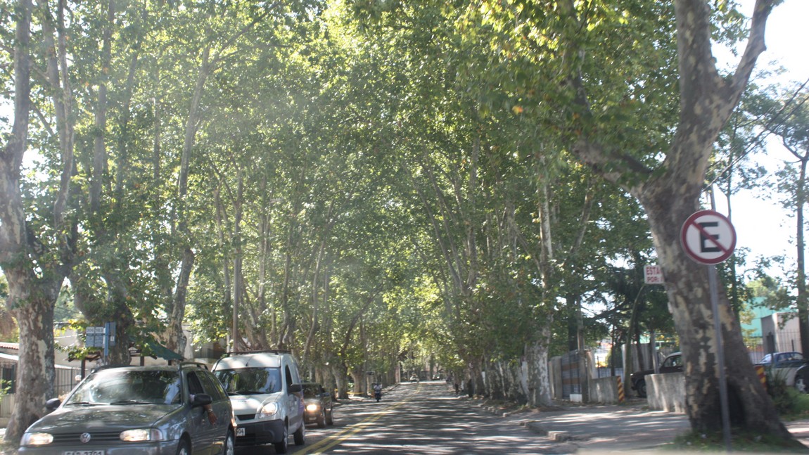 Trees lining the street