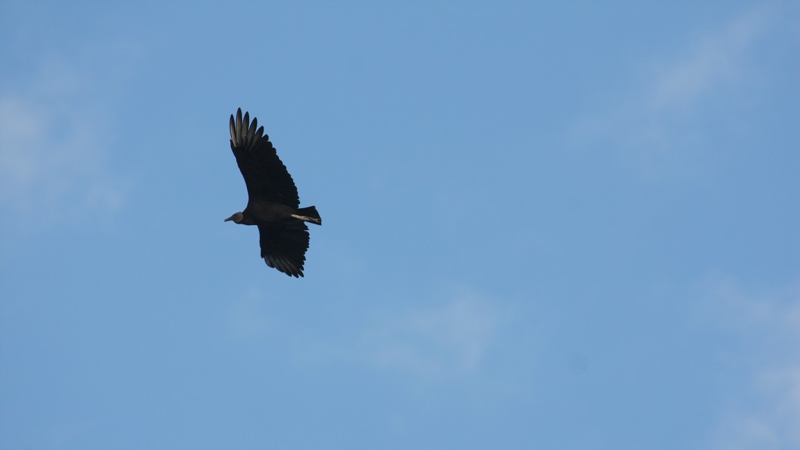 Vulture flying past