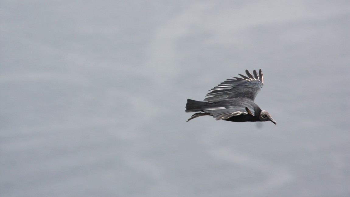 Black vulture