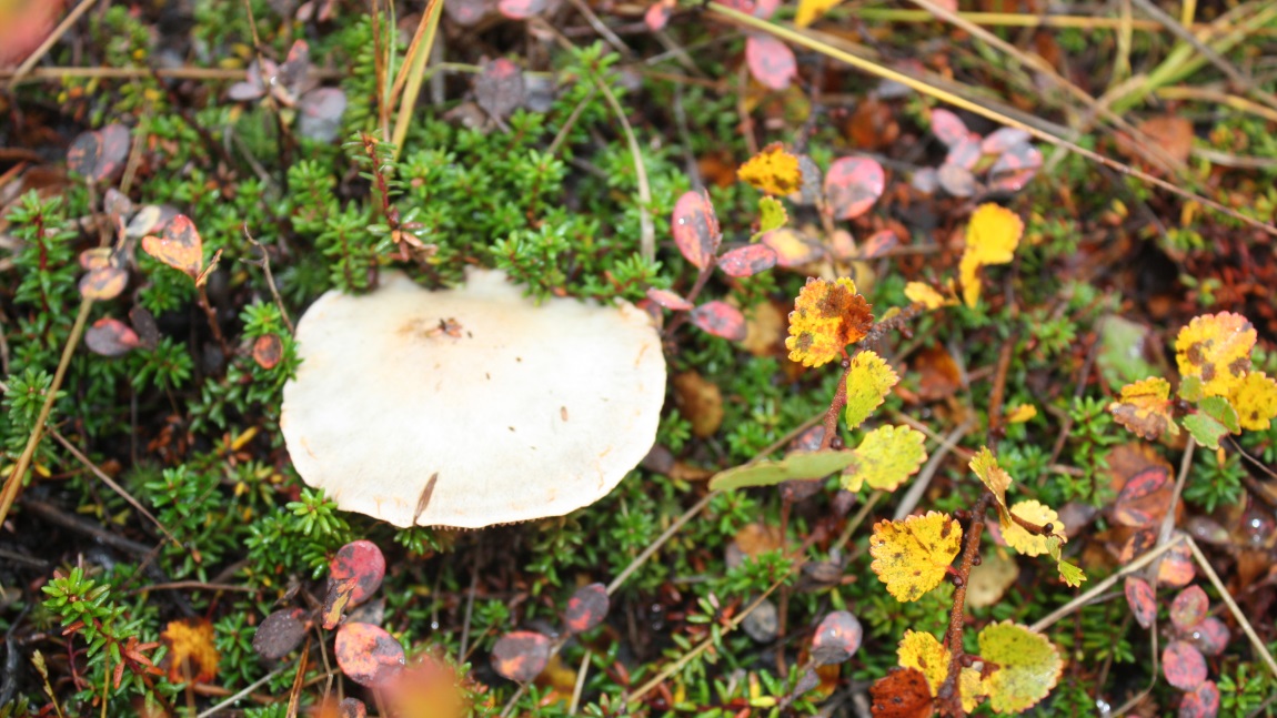 Mushroom in Broad Pass