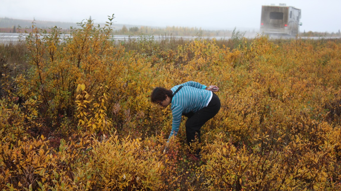 Picking blueberries