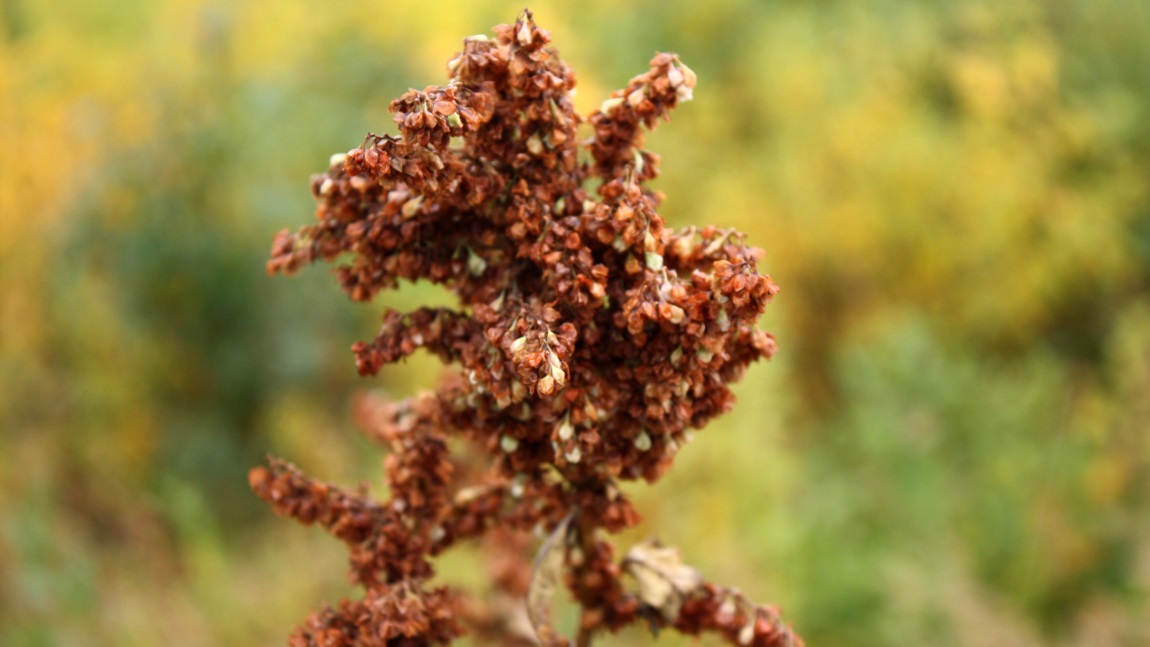 Pictures of some of the plant life