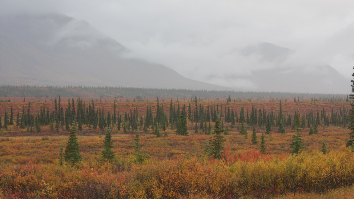 Fall colors in Broad Pass