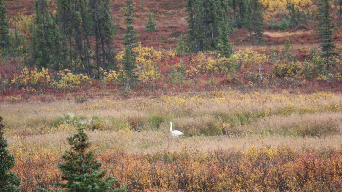 Swan near the Parks Highway