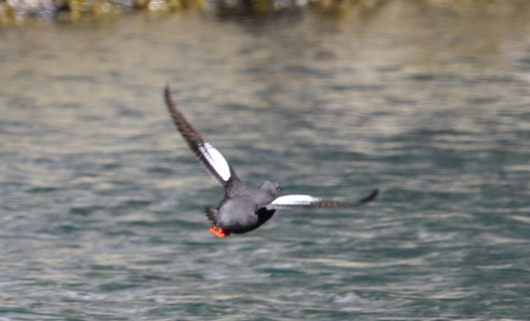 Pigeon Guillemot in flight