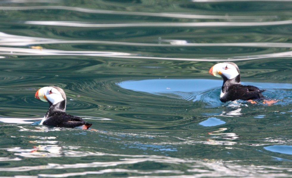 Pair of Horned Puffins near Granite Island