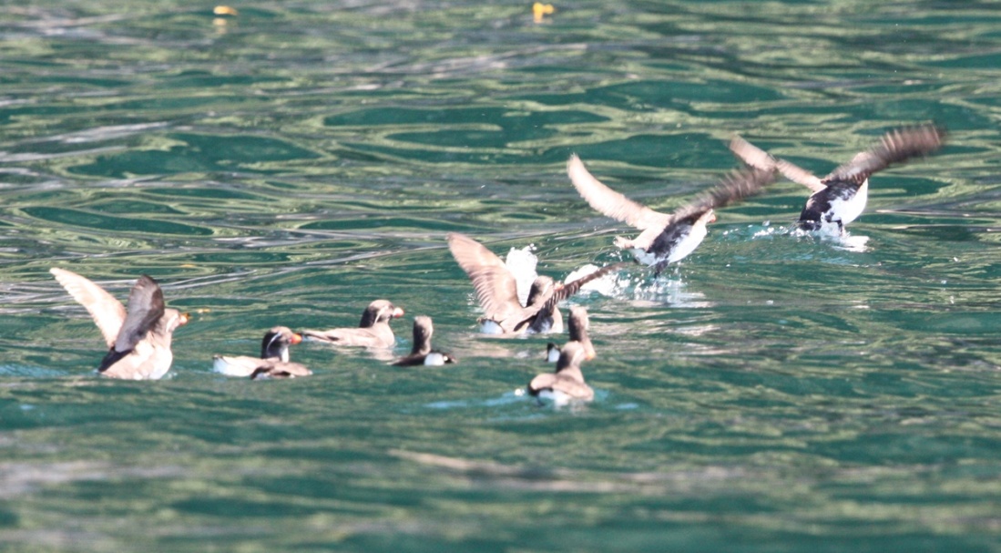 Group of Parakeet Auklets