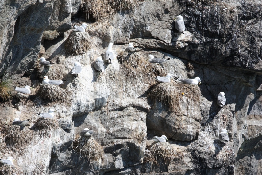 Nesting area of Black Legged Kittiwakes