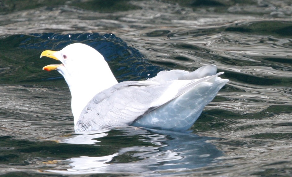 Glaucous Gull relaxing on the water