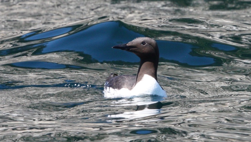 Thick Billed Murre relaxing on the water